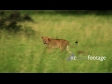 Lion Uganda 1 1250